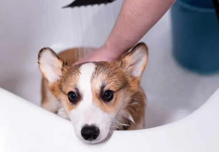 A cute corgi gets a soothing oatmeal bath in a white tub, looking a bit unsure as water rains down.