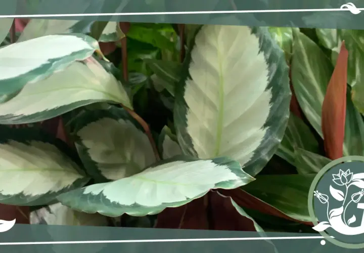 Nahaufnahme einer Calathea mit ihren charakteristischen, hellgrün und dunkelgrün gemusterten Blättern. Tipps zur Calathea Pflege.