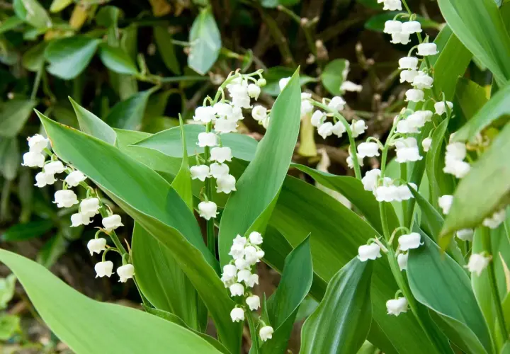 Muguet plantation en pleine floraison, avec ses clochettes blanches délicates et ses feuilles vertes luxuriantes.