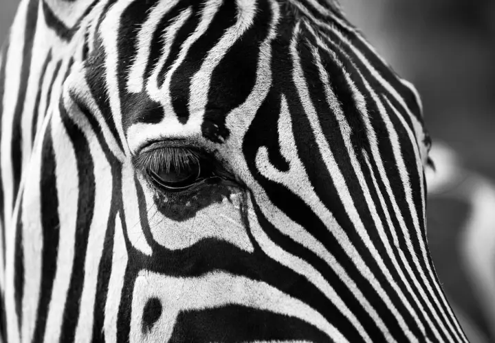 Immagini bianco e nero semplici: primo piano dell'occhio di una zebra, con le sue strisce iconiche che creano un motivo ipnotico.