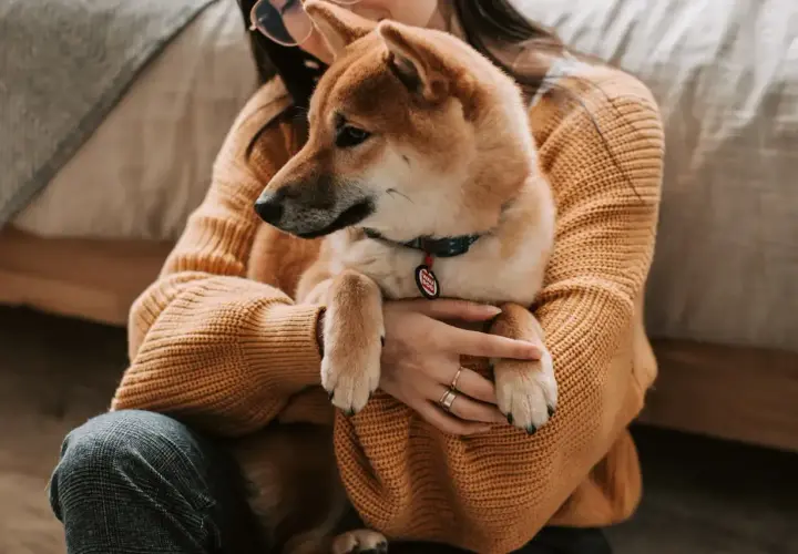 Shiba Inu w ramionach właścicielki, zastanawiającej się, czy pies może jeść ryż.