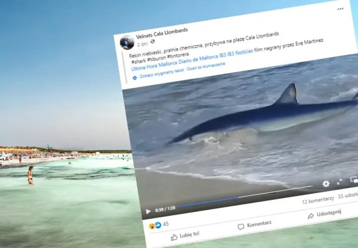 Rekin w płytkiej wodzie przy plaży z turystami na Majorce.