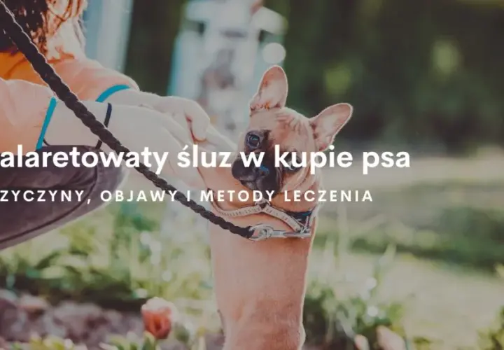 Co oznacza galaretowata kupka u psa - przyczyny i skuteczne leczenie