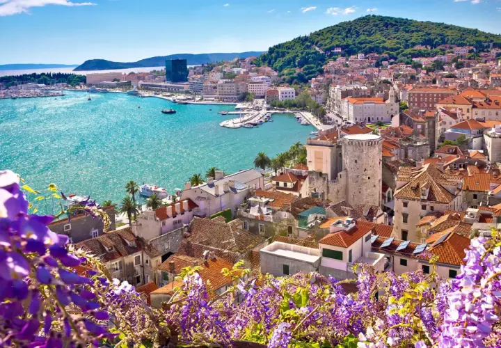 Widok na Split z kwitnącym fioletowym kwieciem w pierwszym planie, turkusowe morze i zabytkowe budynki.