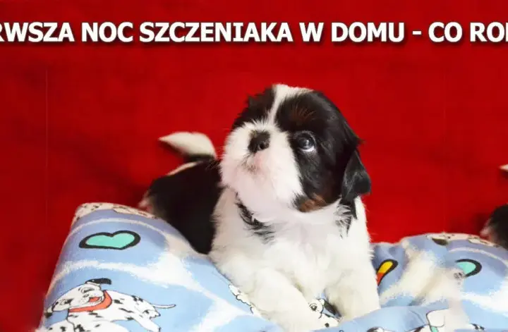 Sen 8-tygodniowego szczeniaka: Co jest normą i jak przespać noc?
