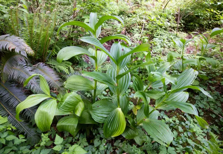 Fogli verdi lucidi di una pianta che sembra una genziana velenosa, circondata da felci e altra vegetazione nel sottobosco.