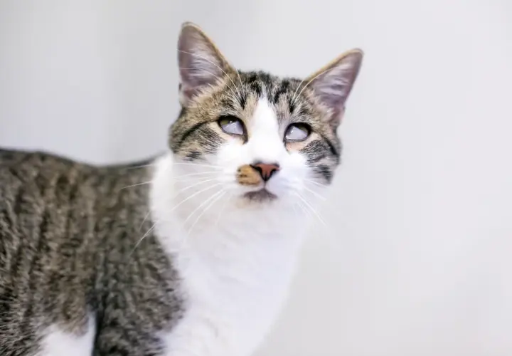 Gato atigrado con el tercer párpado visible, mostrando una mirada curiosa.