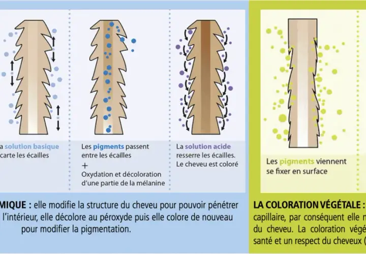 Illustration comparant la coloration chimique et les teintures végétales. Les teintures végétales enrobent la fibre capillaire sans pénétrer, respectant ainsi le cheveu.