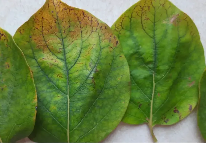 Foglie di cachi con macchie marroni e ingiallimento, sintomi di malattie del frutto.