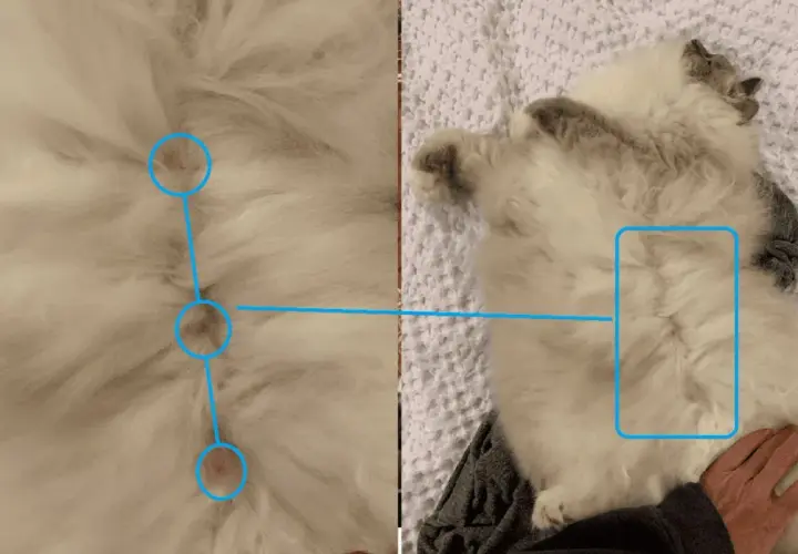 Close-up of a fluffy cat's belly, showing three small pink spots circled in blue, answering the question: do boy cats have nipples?