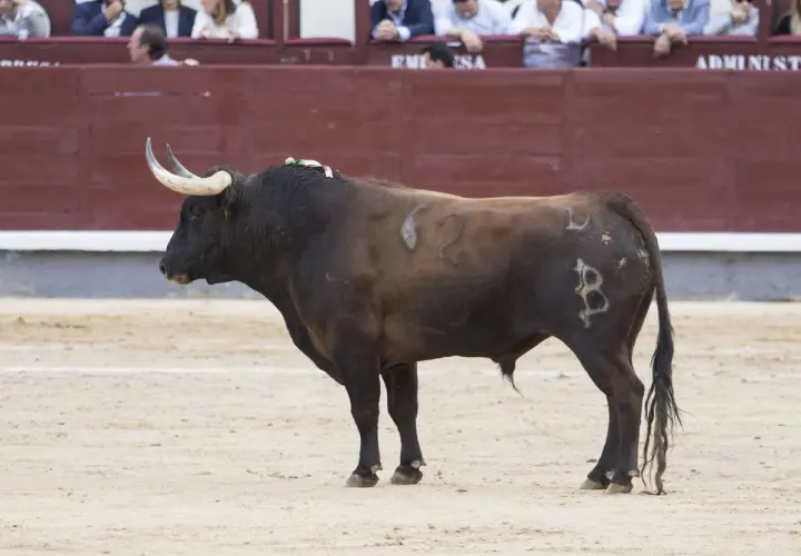 Un toro bravo, con el hierro de Baltasar Ibán, espera en la arena.