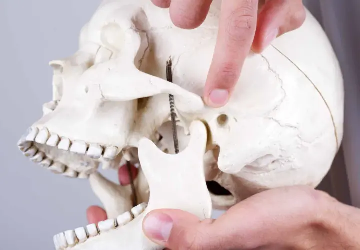 Ein Finger zeigt auf das Kiefergelenk eines Schädelskelett-Modells.