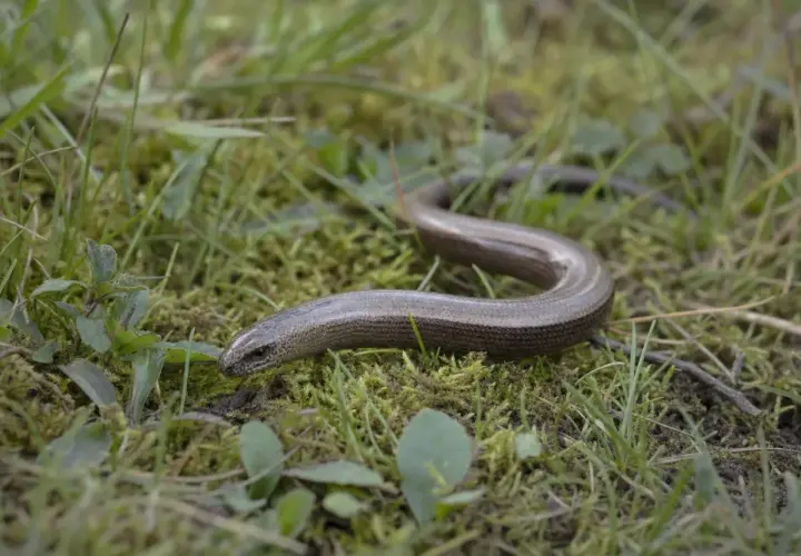 En kopparorm slingrar sig genom gräset. Trots sitt namn är den inte kopparfärgad, men den kan se lite lurig ut. Den är inte farlig för människor.