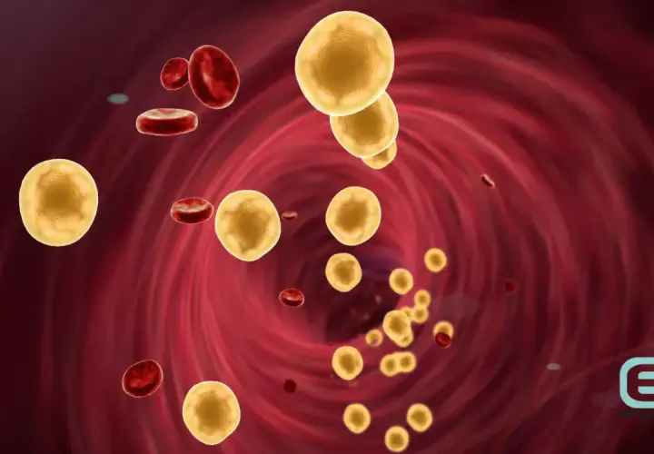 Żółte kuleczki cholesterolu LDL unoszą się w krwiobiegu, otoczone czerwonymi krwinkami. Podwyższony poziom tego tłuszczu może być groźny.