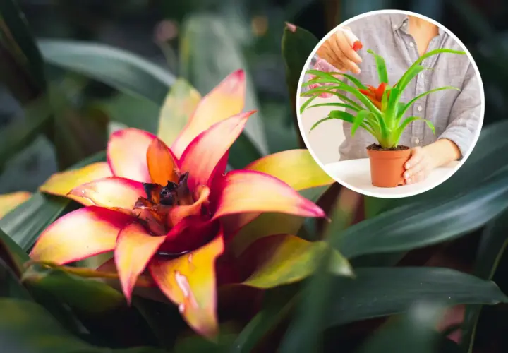 Kwiat bromelia w pełnym rozkwicie, z ognistymi płatkami. W okręgu widać ręce podlewające mniejszą bromelię.