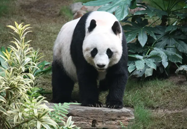Panda wielka na pniu, otoczona bujną zielenią. Takie miejsca, pełne bambusa, to naturalne środowisko, gdzie żyją pandy.