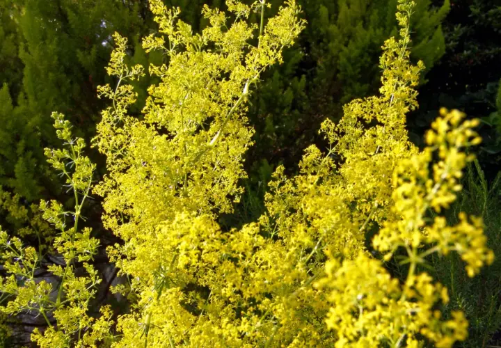 Ein Meer aus winzigen gelben Blüten, das gelbes Labkraut, wie ein leuchtender Teppich im grünen Garten.