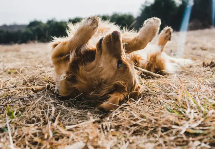 Golden retriever sdraiato sull'erba secca, zampe all'aria, forse perché il cane si gratta sempre.