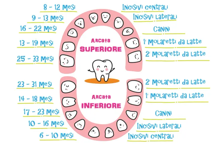 I denti da latte hanno la radice, come mostra questo schema con tempi di eruzione e nomi dei denti, dalla mascella superiore a quella inferiore.