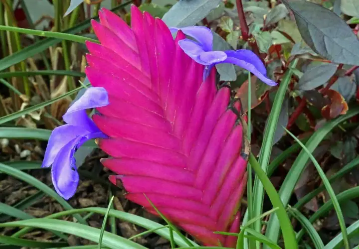 Une plante aérienne aux bractées rose vif et aux fleurs bleues éclatantes, se détachant sur un fond de feuillage vert et pourpre.