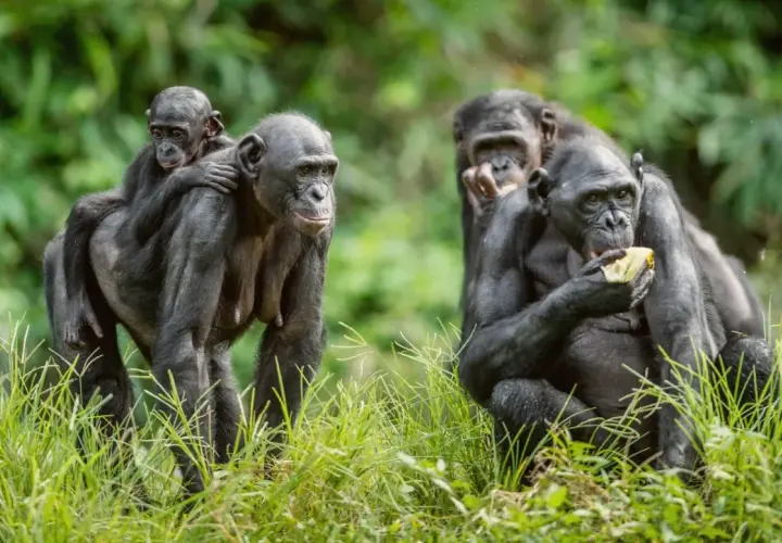 Bonobo z dzieckiem na plecach, obok inne jedzą. Czy to samiec alfa co to znaczy?