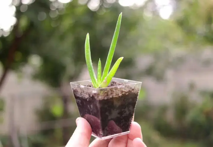 Une petite bouture d'aloe vera, avec ses feuilles vertes pointant vers le ciel, est tenue dans une main.
