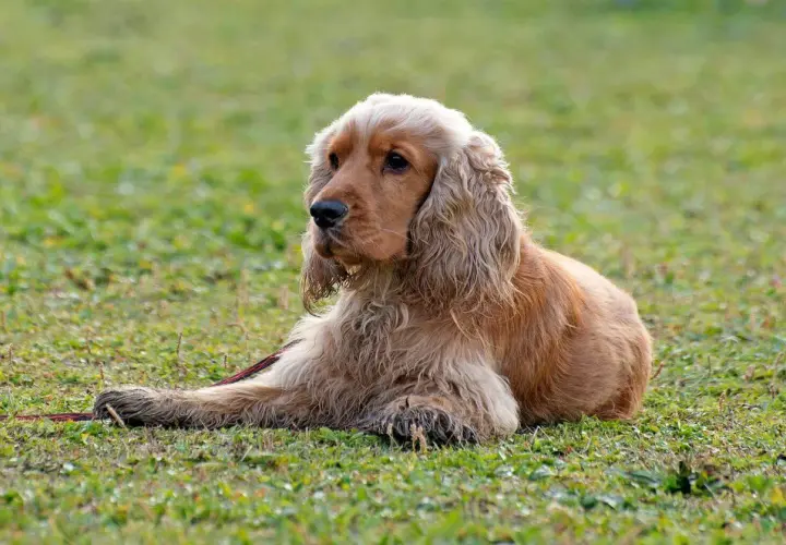 Uroczy cocker spaniel leży na trawie, z długimi, falującymi uszami i łagodnym spojrzeniem.