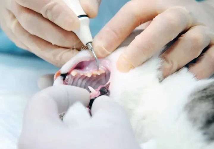 Veterinarian performing a cat dental cleaning with an ultrasonic scaler.