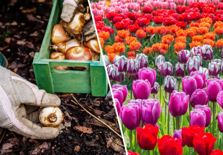 Sadzenie cebulek tulipanów i kwitnące pola w żywych kolorach tulipanów.