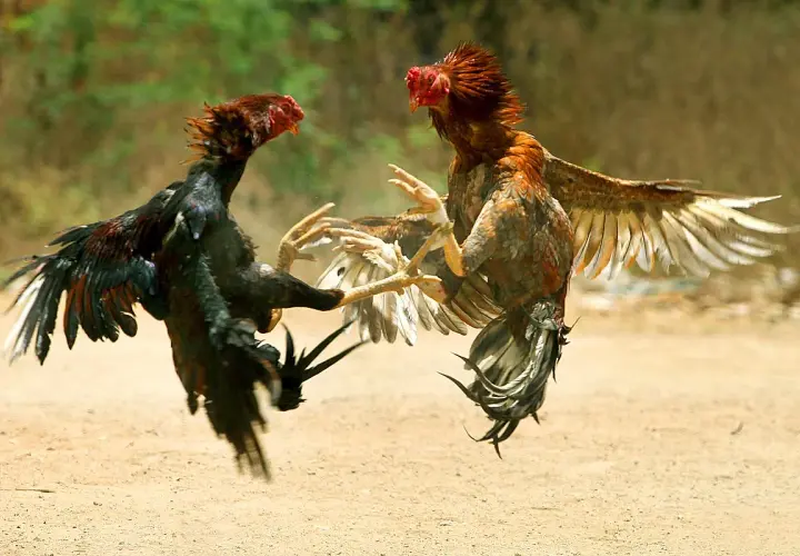 Deux coqs se battent violemment. Pour savoir comment calmer une poule agressive, il faut observer leur comportement.