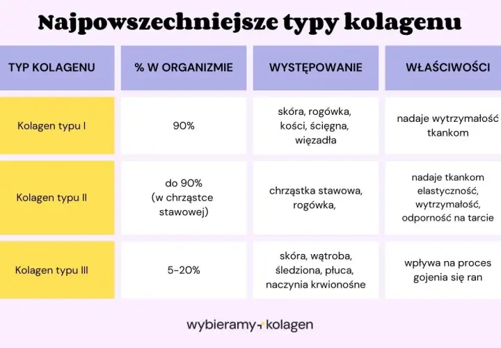 Tabela porównuje typy kolagenu: I (90%, skóra, kości, wytrzymałość), II (chrząstki, elastyczność) i III (narządy wewnętrzne, gojenie).
