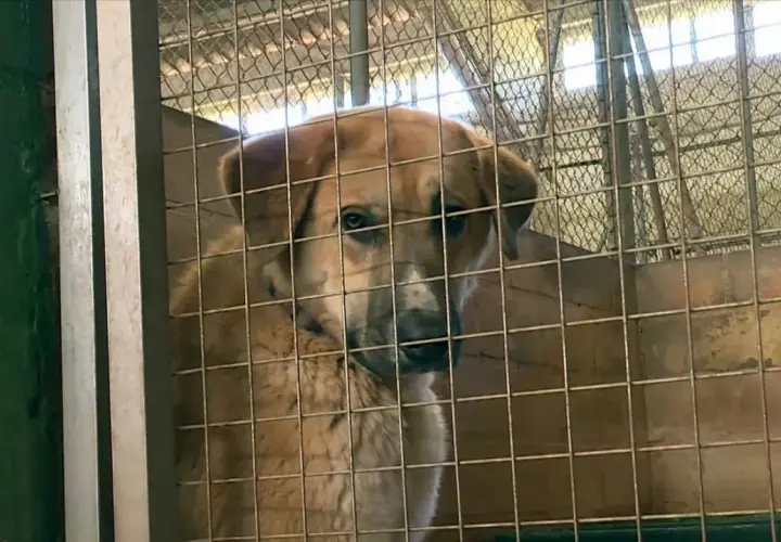 Un perro de pelaje claro mira con tristeza tras los barrotes de una jaula, un triste reflejo de los perros abandonados en España.