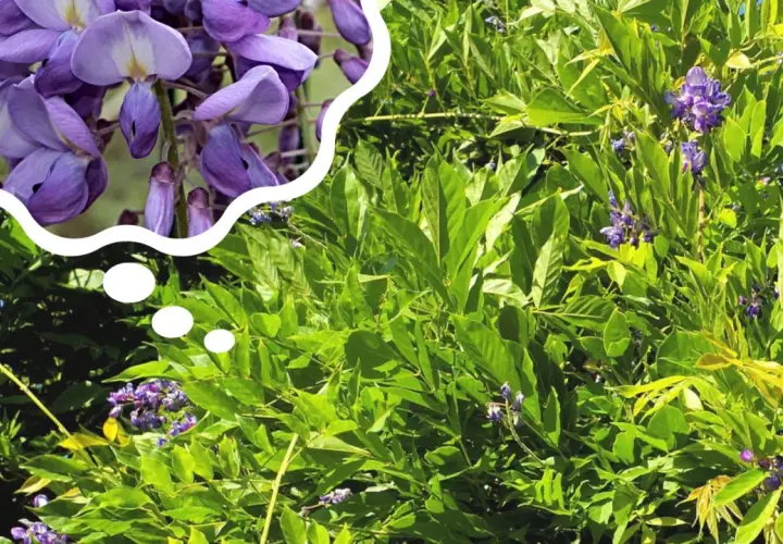 Piękne, fioletowe kwiaty wisterii w chmurce myśli, przypominające o tym, kiedy kwitnie wisteria.