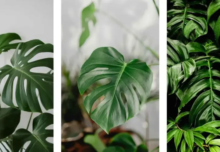 Monstera deliciosa, una de las plantas toxicas para gatos, con sus hojas verdes y fenestradas.