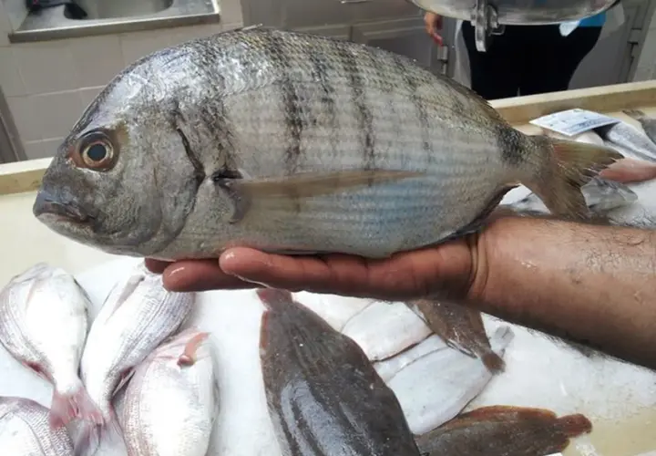 Un sargo, un pescado azul o blanco, es sostenido sobre una cama de hielo junto a otros pescados.