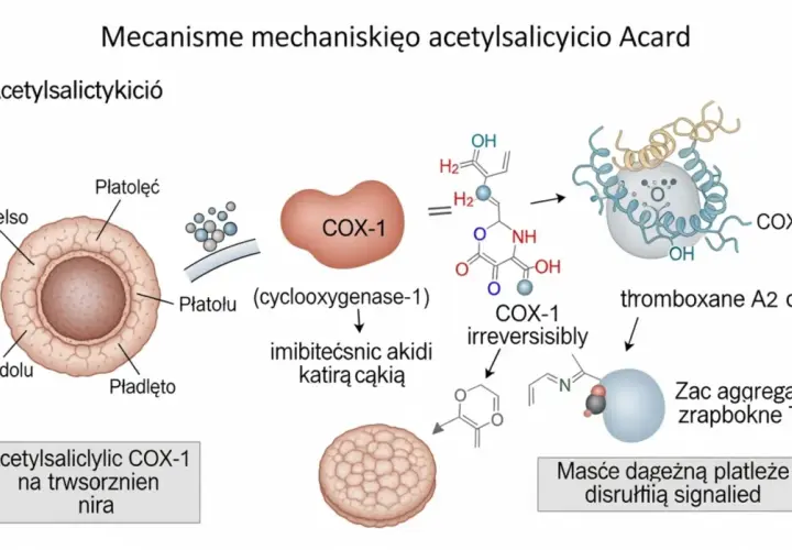Kwas acetylosalicylowy blokuje COX-1, hamując produkcję tromboksanu A2 i agregację płytek krwi.