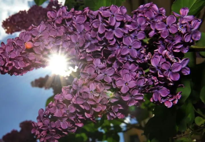 Sonnenschein durchflutet einen Fliederstrauch. Die violetten Blüten sind üppig und duften herrlich. Ein idealer Flieder Standort für sonnige Tage.