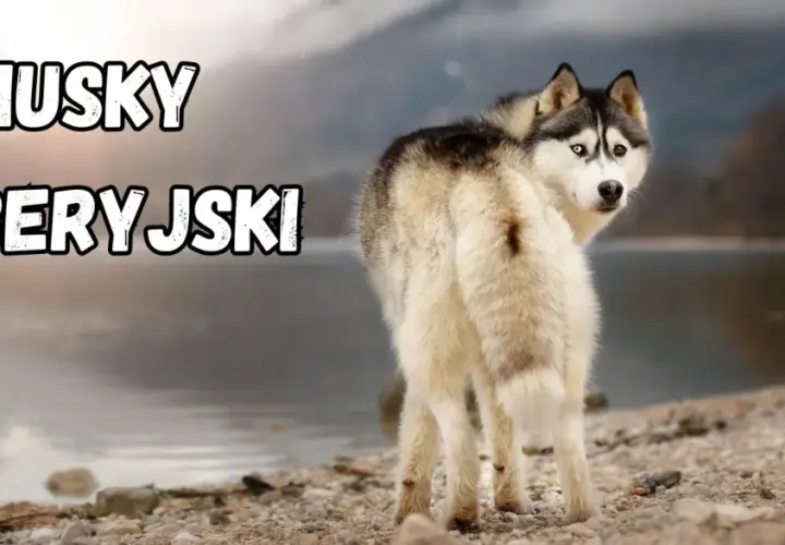 Piękny syberyjski pies z dwukolorowymi oczami spogląda przez ramię na tle jeziora i gór.