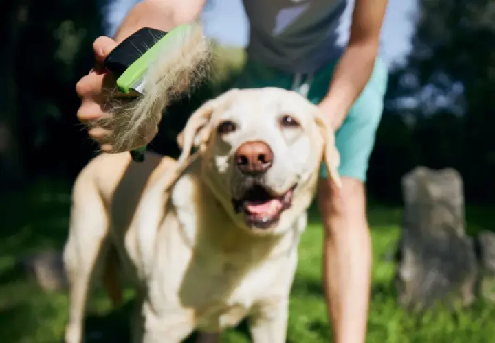Un cane felice viene spazzolato, liberandosi dalla muta cane eccessiva.