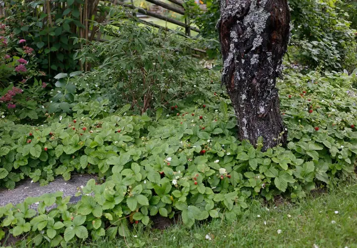 En frodig rabatt med smultron som växer vilt runt ett träd. Små röda bär och vita blommor syns bland de gröna bladen.