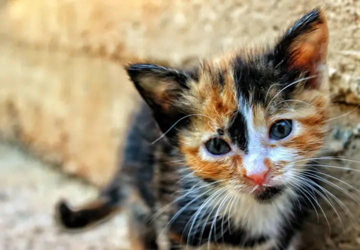 Kiedy kocięta do adopcji? 12 tygodni to klucz do ich zdrowia!