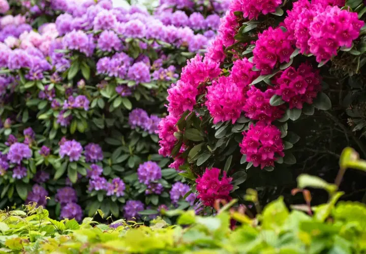 Kwitnące krzewy rododendronów w odcieniach różu i fioletu tworzą malownicze stanowisko.