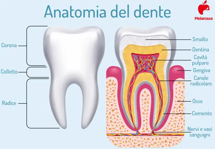 Anatomia del dente: corona, colletto, radice, smalto, dentina, cavità pulpare, gengiva, canale radicolare, osso, cemento, nervi e vasi sanguigni. Illustrazione dei tipi di denti.