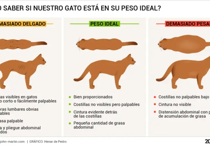 Ilustración compara gatos: delgado, peso ideal y gordo. Aprende cómo saber si mi gato está gordo observando su cuerpo y palpando sus costillas.