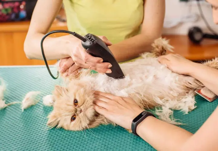 Groomer uses clippers to remove matted cat hair without cutting. A gentle approach to a common problem.