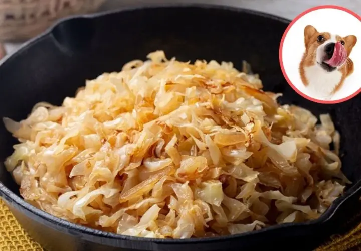 Czy pies może jeść kapustę kiszoną? Na zdjęciu widzimy porcję kapusty kiszonej w patelni i ciekawskiego Corgi.