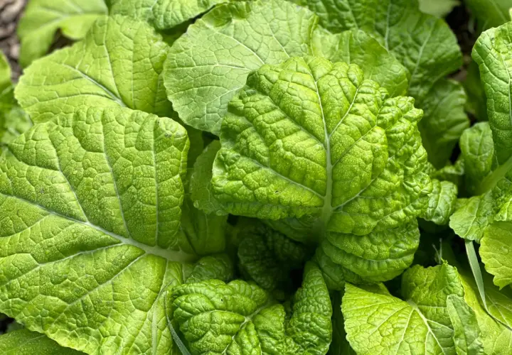 Close-up of vibrant green, textured leaves of Japanese mustard greens, glistening with dew.