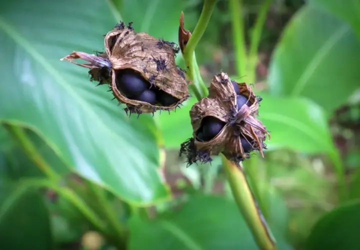 Gousses de canna ouvertes révélant des graines noires, prêtes pour le printemps. Quand semer les graines de canna ?