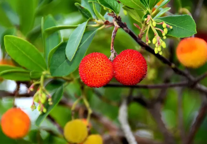 Deux fruits rouges texturés pendent d'une branche d'arbousier, prêts à être cueillis.