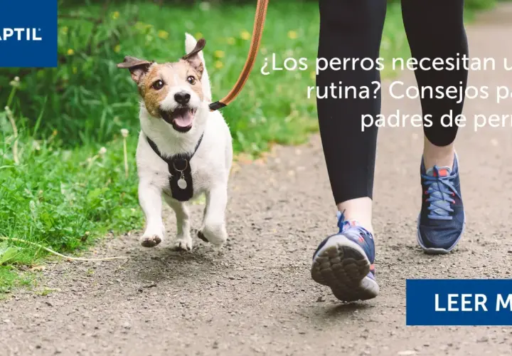 Un perro feliz corre con su dueño, aprendiendo sobre cuidados de perros y rutinas.